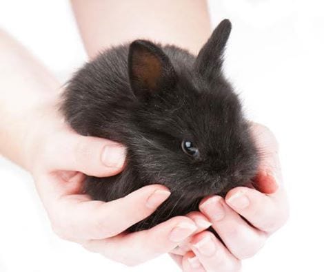 benevolent beauty subscription box cruelty free