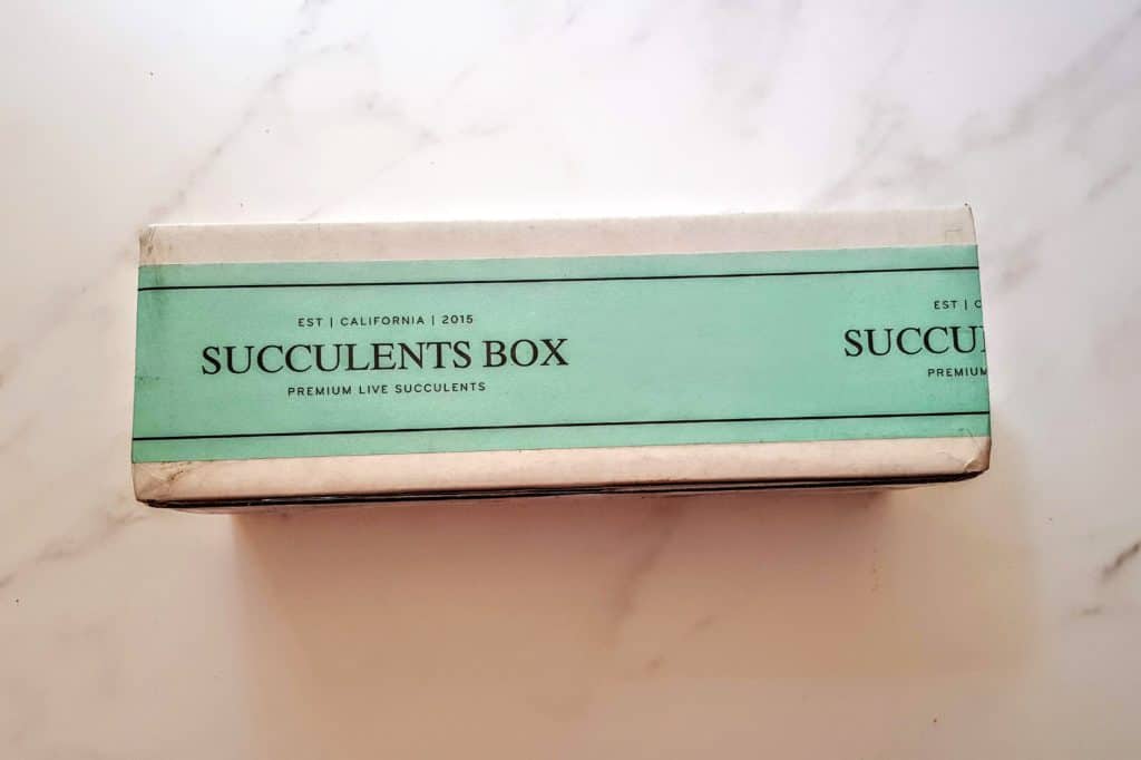 succulents box review