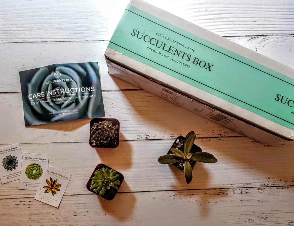 what's in the succulents box