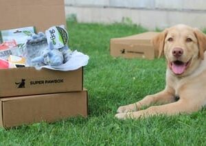 Super PawBox